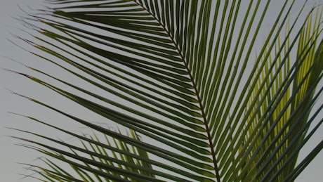 Leaves of a palm tree in a close shot.