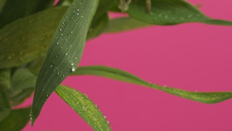 Leaves with a pink background.