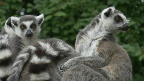 Lemur family outdoors in nature.