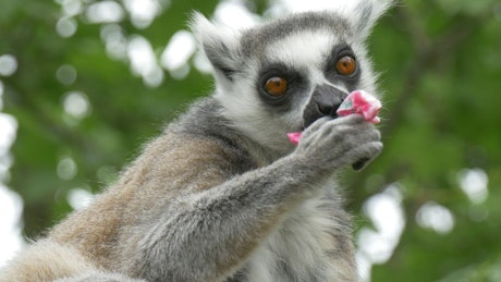 Lemur in the wild eating remains of an envelope