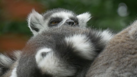 Lemur reclining in nature.