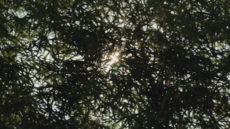 Lens flare through the trees