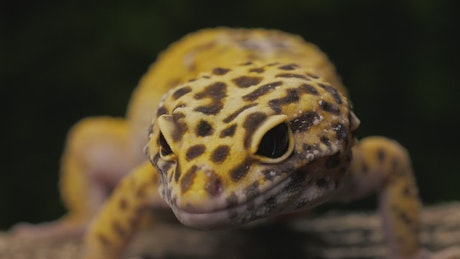 Leopard gecko lizard closeup.