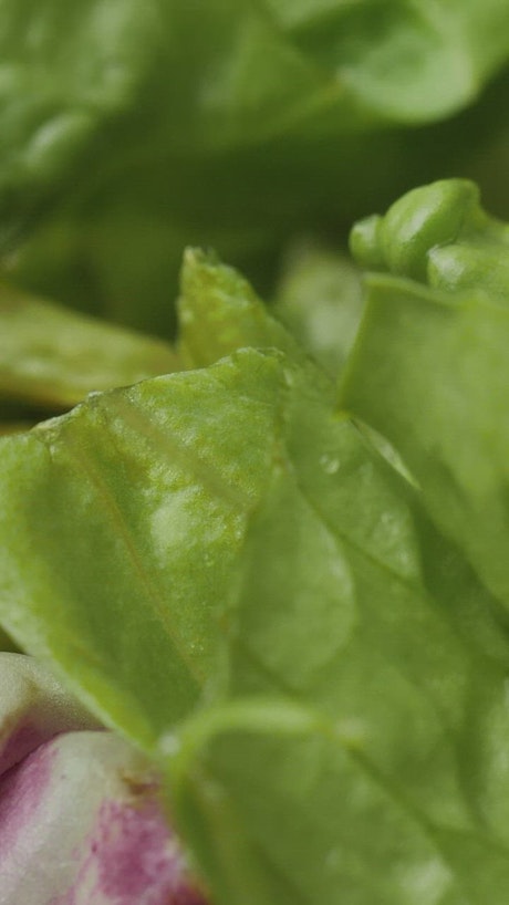 Lettuce leaves in a very close shot.