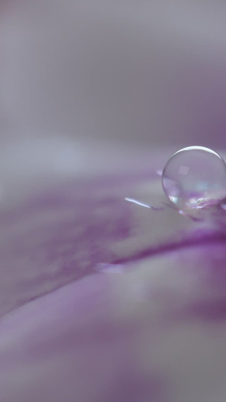Lilac sprayed with water with focus on its details