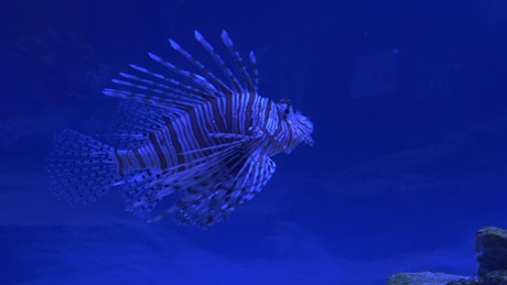 Lion fish swimming in blue water
