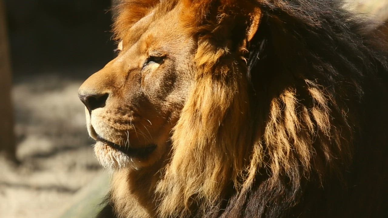 Potret kepala singa 888 slot  di bawah sinar matahari