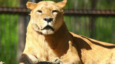 Lioness taking a sun bath.