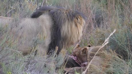 Lions eating from a wildebeest.