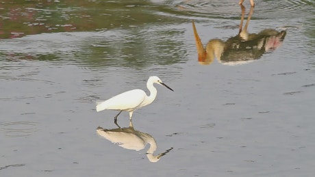 Little bird fishing in shallow water.