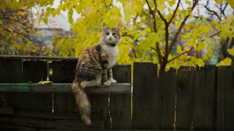 Little cat on a fence in the gaden.
