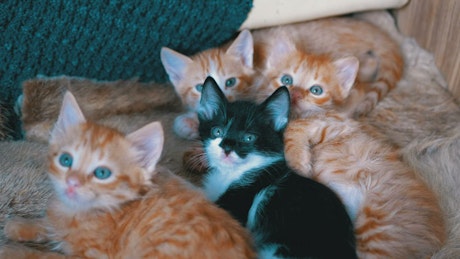 Little cats lying on an armchair.