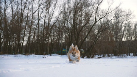Little dog running in snow in slow motion.