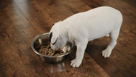 Little puppies eating.