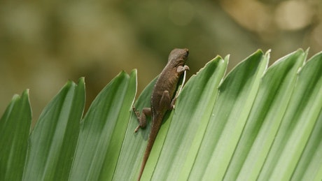 Lizard hiding on a fern.