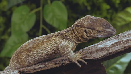 Lizard resting on a trunk closeup in slow motion