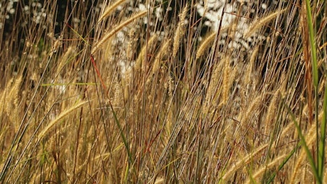 Long grass blowing in a field