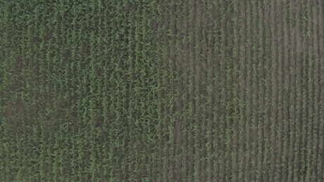 Looking down over a corn field.