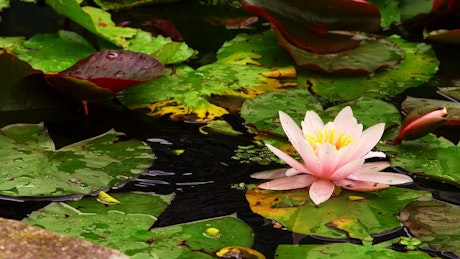 Lotus flower and green leaves floating.