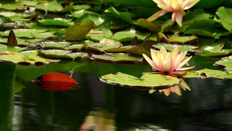 Lotus flower floating in a pond