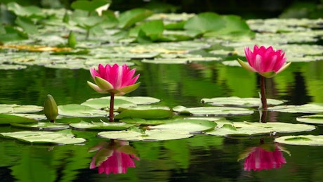 Lotus flowers and ducks on a calm lake.