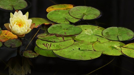 Lotus flowers and leaves in a lake.