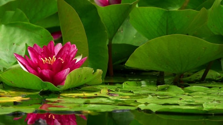 Lotus flowers on a lake.