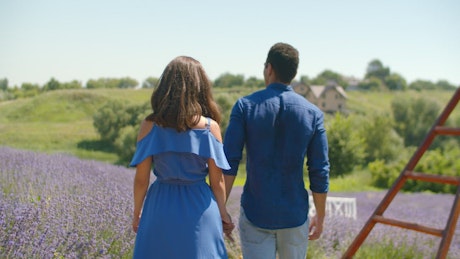 Lovers walking through a lavender field.