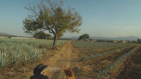 Loving couple walking through a huge maguey field.