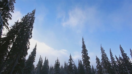 Low view of the sky from a forest with pine trees