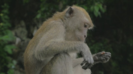 Macaque eating in Malaysia.