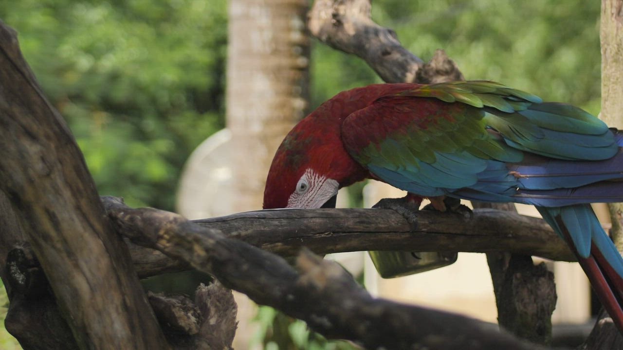 ⁣Burung beo Macaw LIVE DRAW TOTO WUHAN sedang makan di dahan