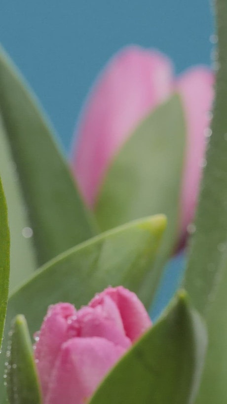 Macro close up of tulips.