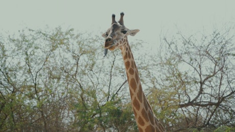 Magestic Giraffe with its tongue out chewing leaves high on a tree.