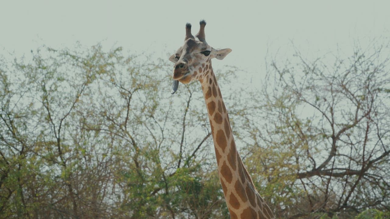 Magestic Giraffe wit ayo main slot h its tongue out chewing leaves high on a tree