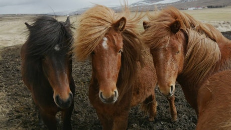 Majestic horses in the wind.