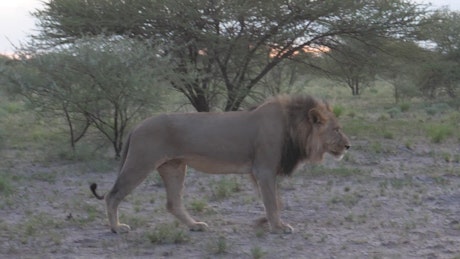 Male lion walking in the savanna.