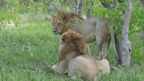 Male lions resting on the grass.