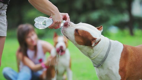 Man gives his dogs water to drink from a bottle.
