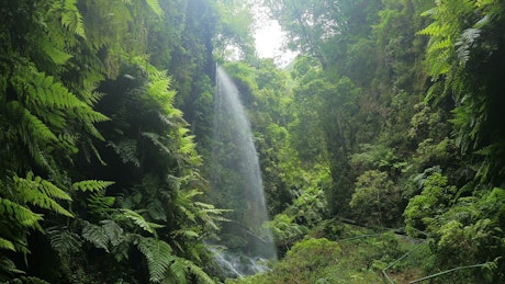 Man hikes up path towards jungle waterfall.