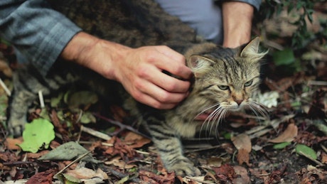 Man petting a cat in nature.