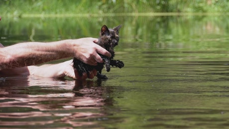 Man teaching little cat to swim in a river
