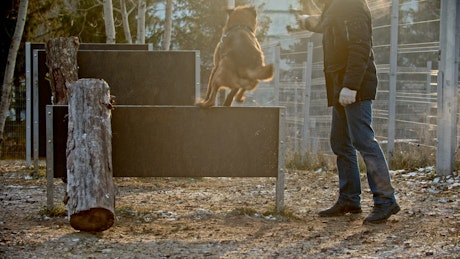 Man training a dog by making him jump a hurdle.
