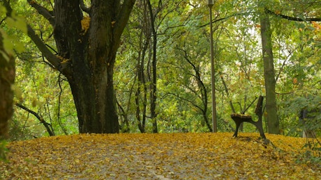 Man walking on the park kicking leaves on the ground
