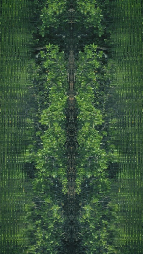 Mangrove swamp, abstract shot.