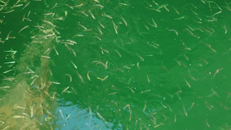Many fish swimming in a lake.