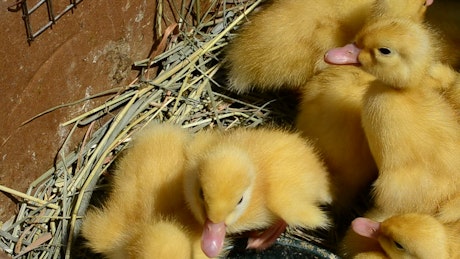 Many yellow baby chickens, close up.