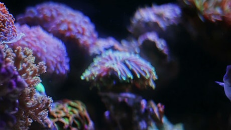 Marine life in a fish tank
