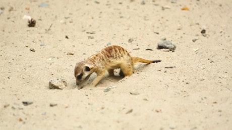 Meerkat digging in the sand