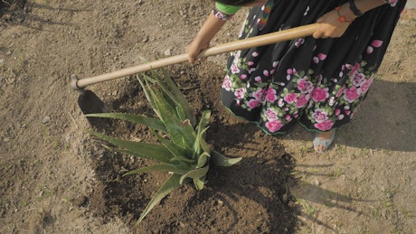 Mexican woman plowing the ground.